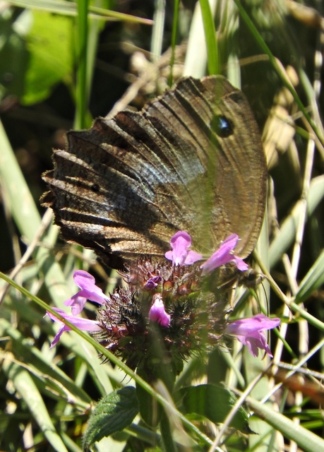 Minois dryas - fekete szemeslepke