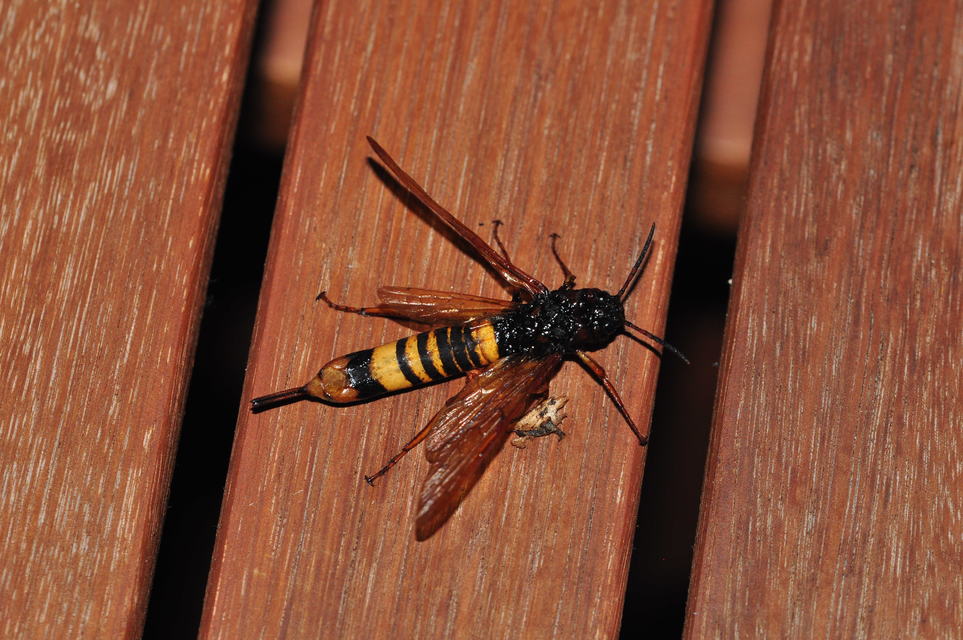 Tremex fuscicornis - sárgagyűrűs fadarázs