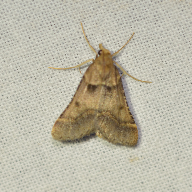 Stemmatophora brunnealis - barna fényilonca