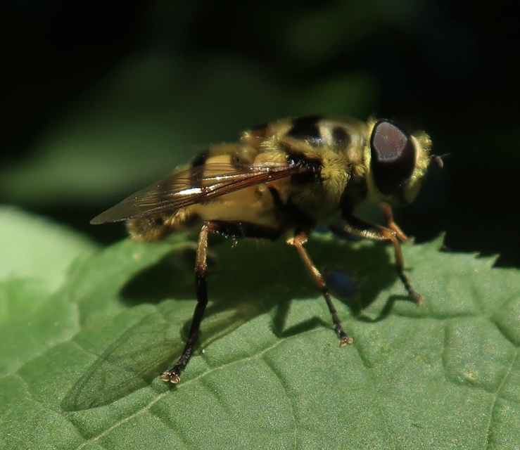 Myathropa florea - halálfejes odúlégy