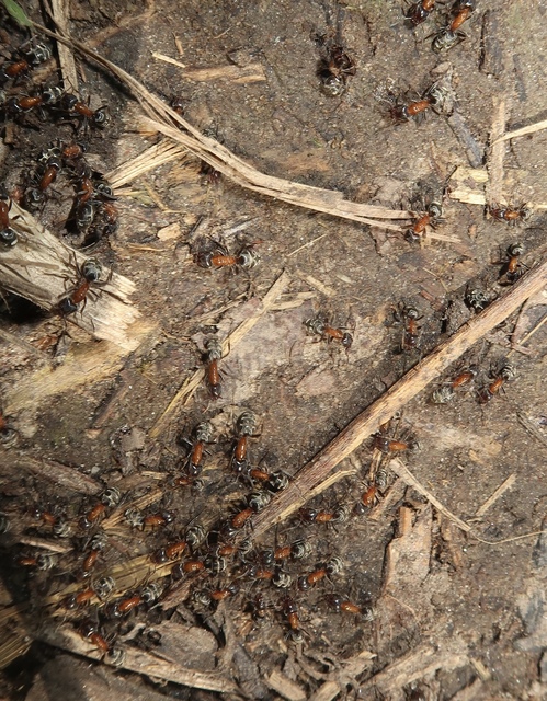Liometopum microcephalum - tölgyfahangya