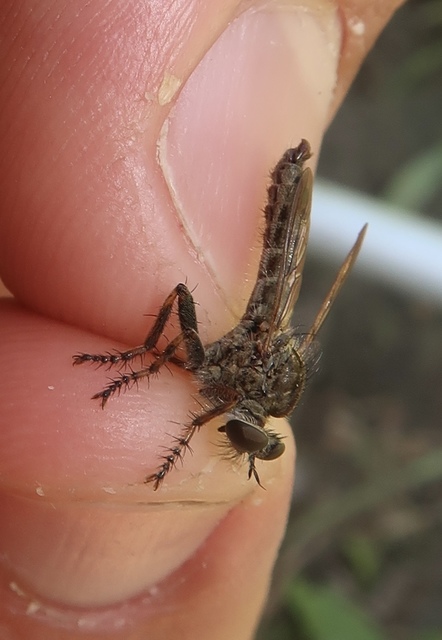 Tolmerus cingulatus