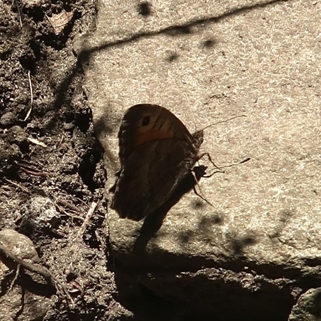 Arethusana arethusa - közönséges szemeslepke