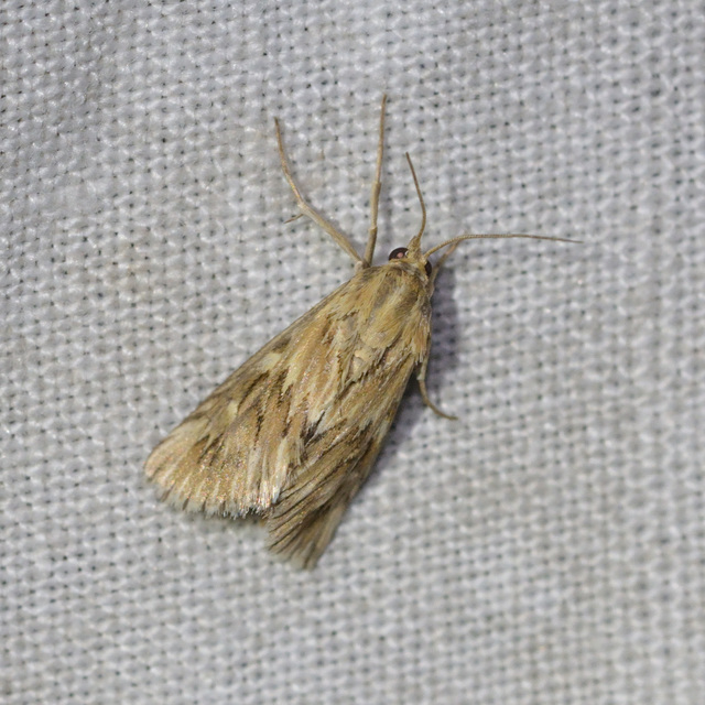 Cynaeda dentalis - gyakori ciframoly