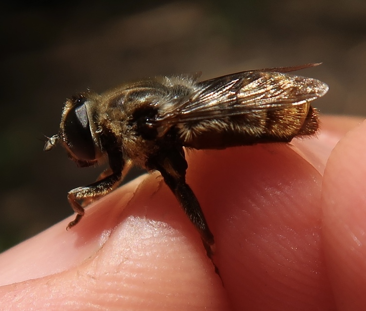Merodon constans - kakukkfű nárciszlégy