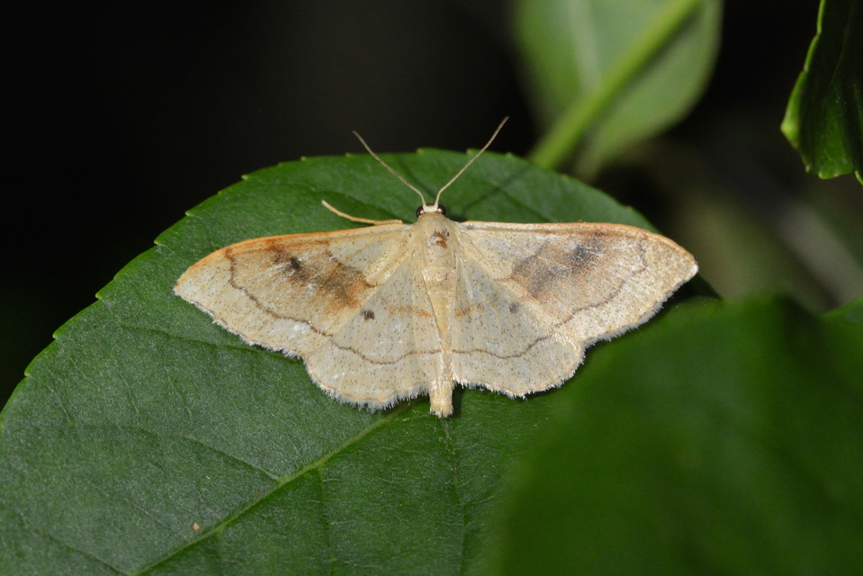 Idaea rubraria - vörössávos araszoló