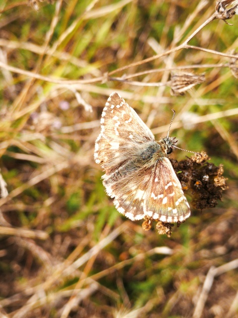 Pyrgus armoricanus - feles busalepke