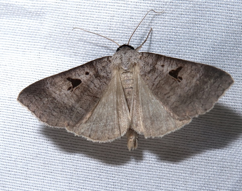Lygephila lusoria - nagy csüdfűbagoly