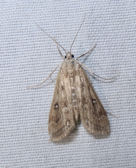 Parapoynx stratiotata - közönséges vízimoly