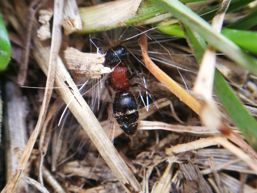 Mutillidae - hangyadarazsak