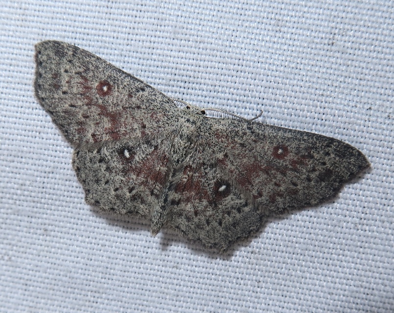 Cyclophora pendularia - fűzfa-pettyesaraszoló