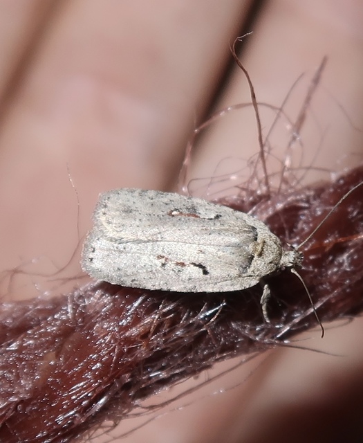 Agonopterix ocellana - szemes laposmoly