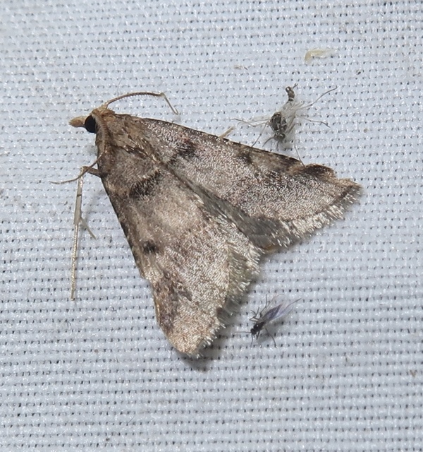 Stemmatophora brunnealis - barna fényilonca