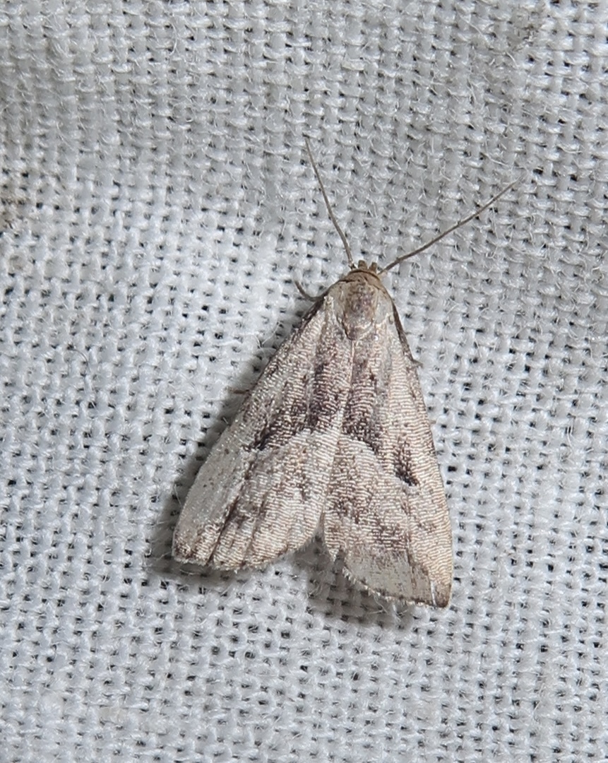 Hypenodes humidalis - lápi karcsúbagoly