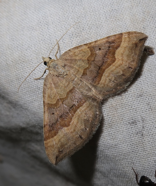 Scotopteryx chenopodiata - libatop-araszoló