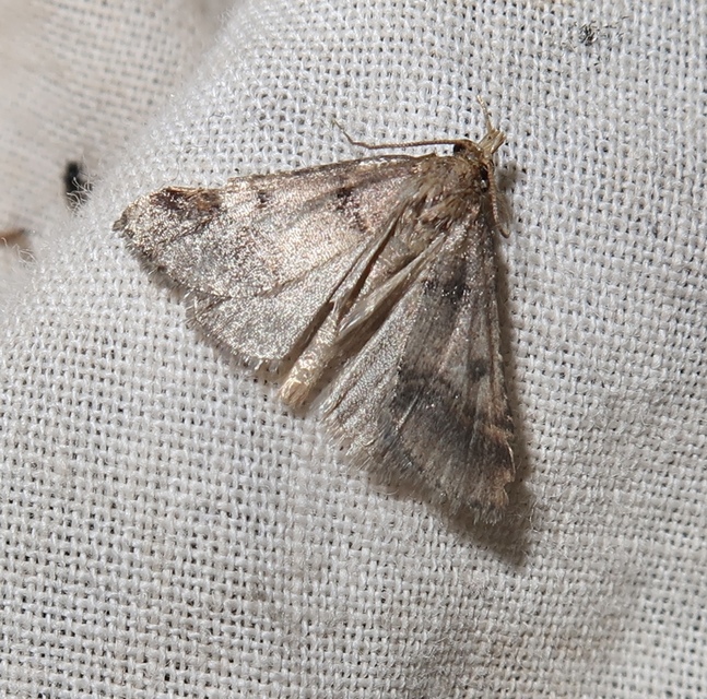Stemmatophora brunnealis - barna fényilonca