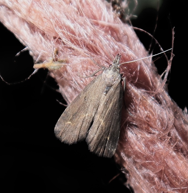 Schrankia costaestrigalis - keskenyszárnyú karcsúbagoly