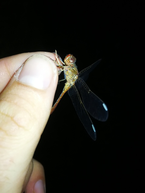 Sympetrum meridionale - fakó katona-szitakötő