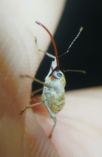 Curculio elephas - gesztenyezsuzsóka