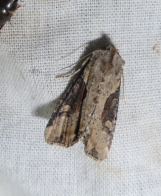 Lateroligia ophiogramma - harmatkása-dudvabagoly