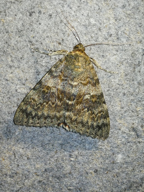 Catocala elocata - közönséges övesbagoly