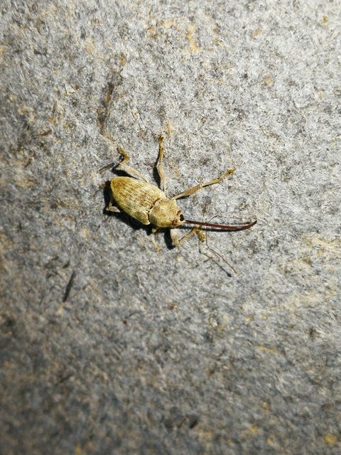 Curculio elephas - gesztenyezsuzsóka