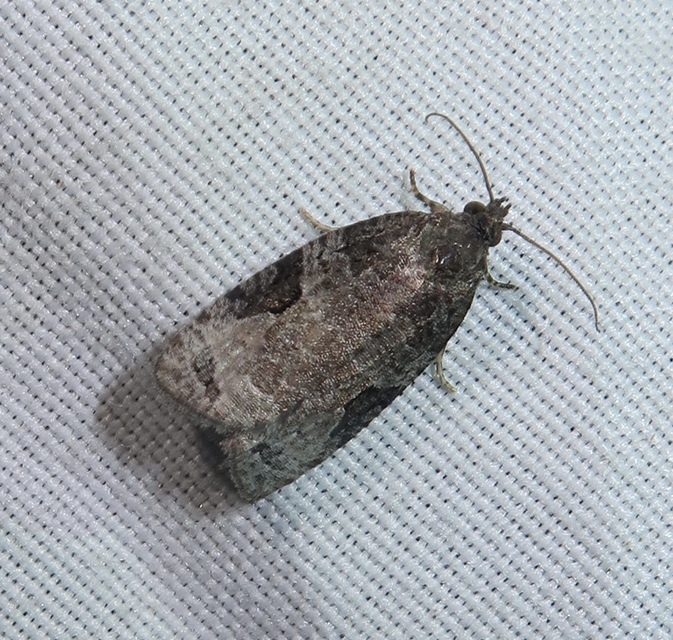 Apotomis semifasciana - fűzrügysodró tükrösmoly