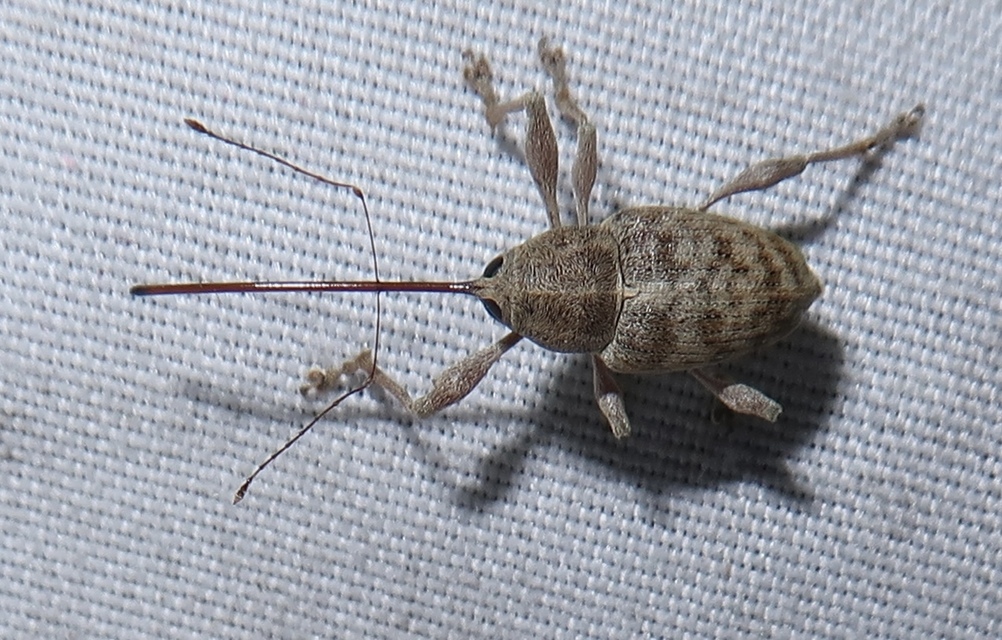 Curculio elephas - gesztenyezsuzsóka