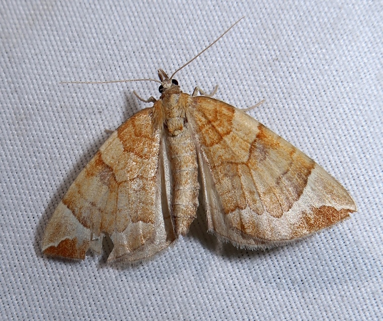 Eulithis testata - rezgőnyár-tarkaaraszoló