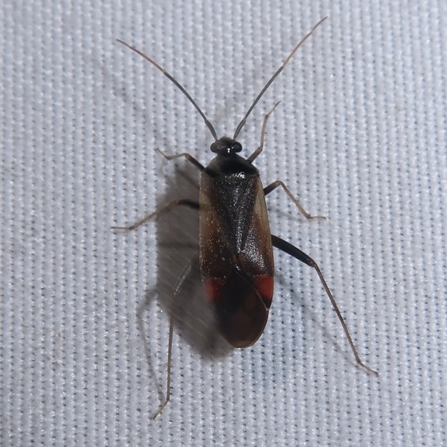 Adelphocoris seticornis - szegélyes mezeipoloska