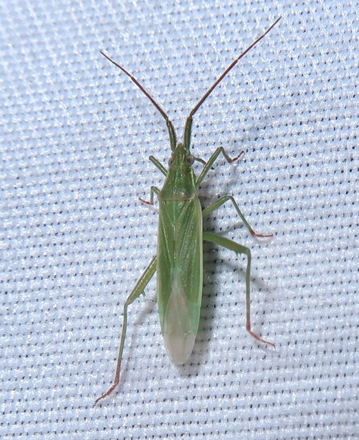 Stenodema calcarata - sarkantyús mezeipoloska