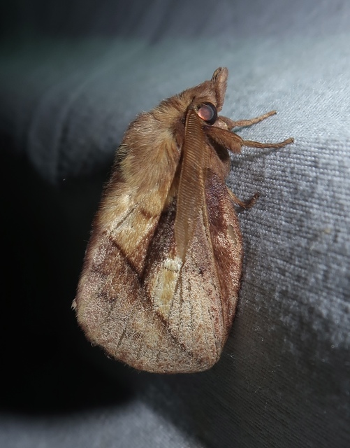 Euthrix potatoria - szomjas pohók