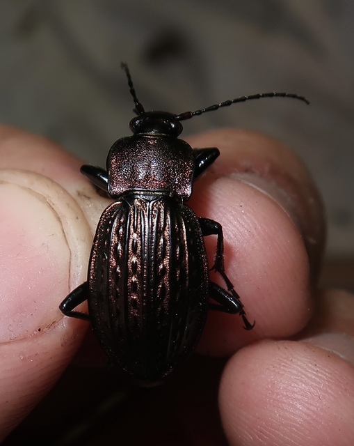 Carabus ulrichii - rezes futrinka