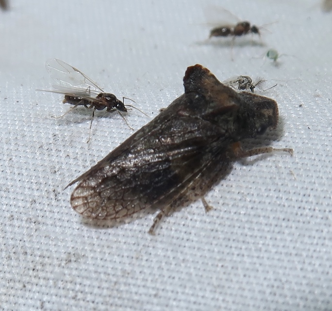 Ledra aurita - füleskabóca