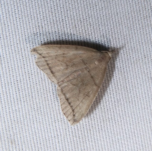 Herminia grisealis - ligeti karcsúbagoly