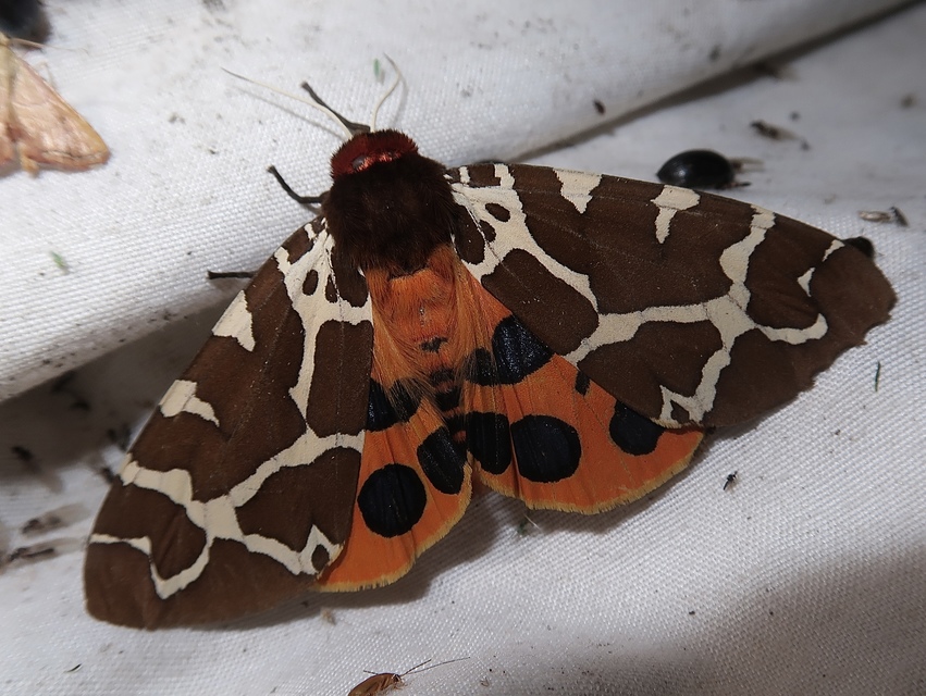 Arctia caja - közönséges medvelepke