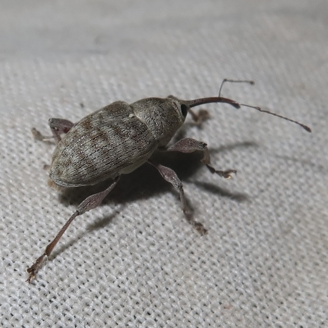 Curculio elephas - gesztenyezsuzsóka