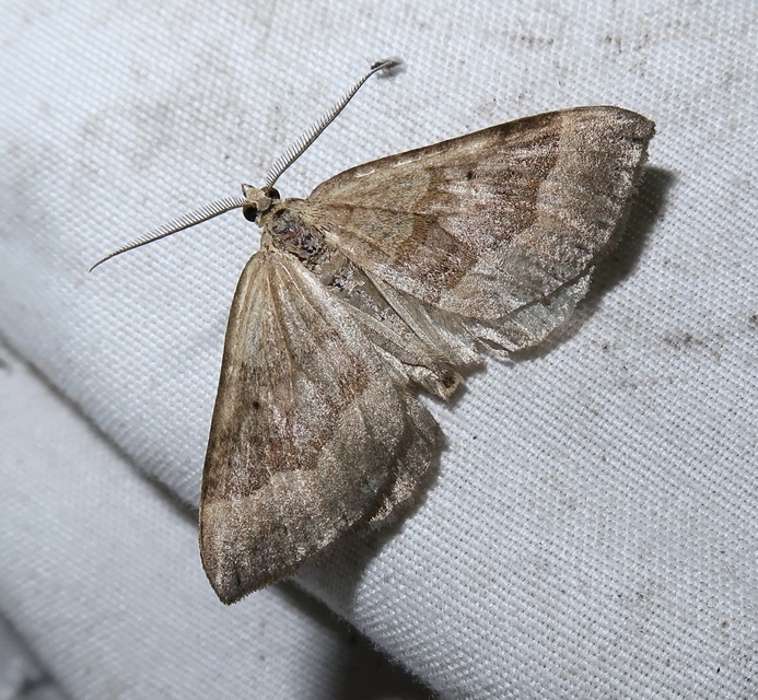 Scotopteryx chenopodiata - libatop-araszoló