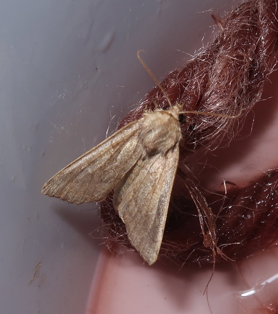 Hydraecia micacea - csillogó acsalapubagoly