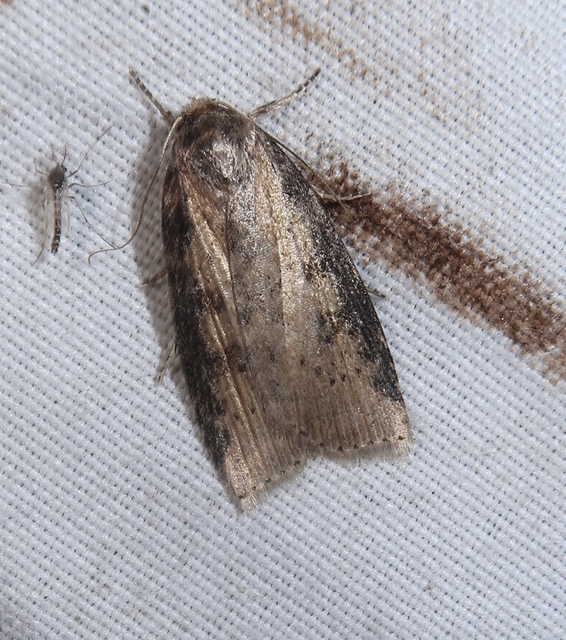 Chilodes maritima - négyfoltos nádibagoly