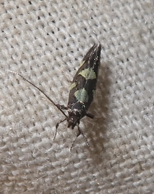 Calybites quadrisignella - bengeaknázó keskenymoly