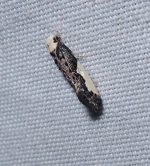 Monopis monachella - apácamoly