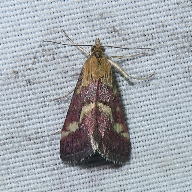 Pyrausta purpuralis - közönséges bíbormoly