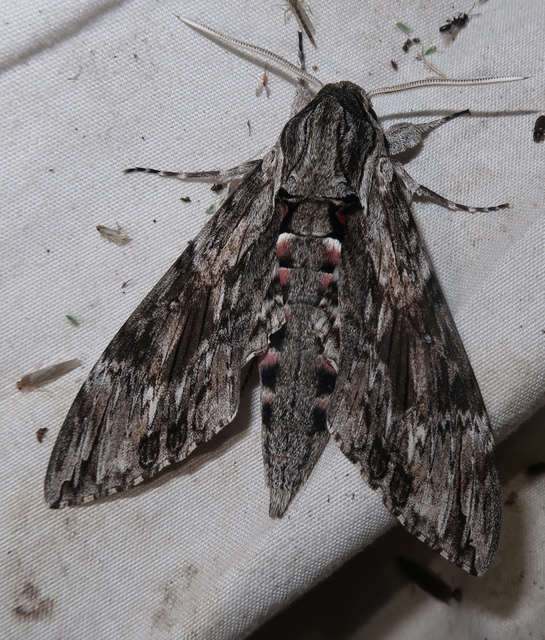 Agrius convolvuli - szulákszender