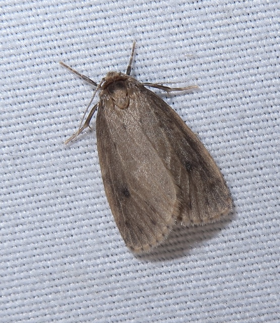 Thumata senex - mocsári medvelepke