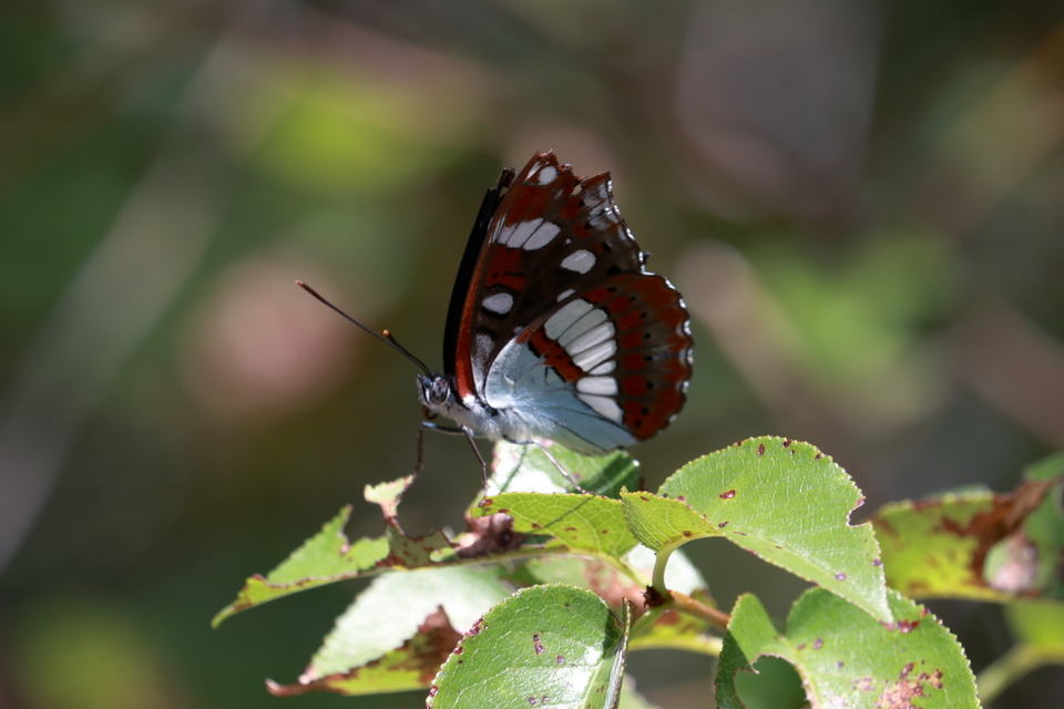 Limenitis reducta - kék lonclepke