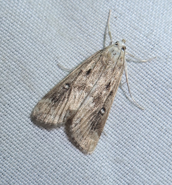 Parapoynx stratiotata - közönséges vízimoly