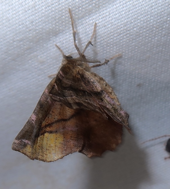 Apeira syringaria - orgona-araszoló