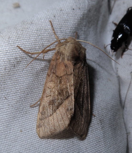 Hydraecia micacea - csillogó acsalapubagoly
