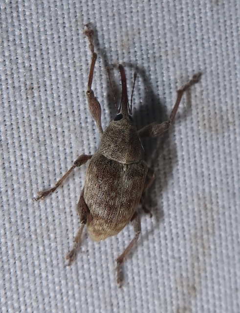 Curculio elephas - gesztenyezsuzsóka